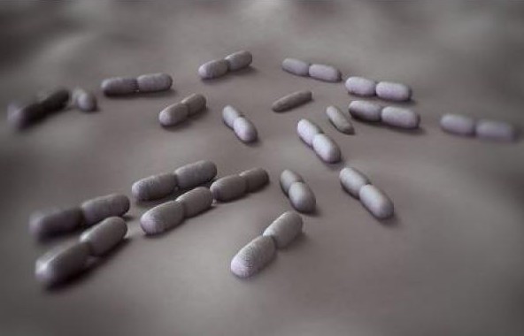 Bakterija Mikroorganizmi