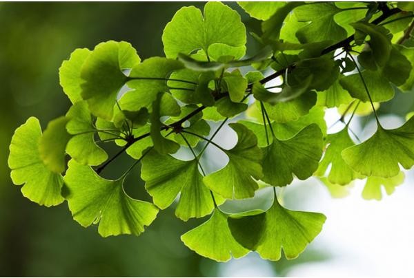 0014 Kvaliteta Zdravil Rastlinskega Izvora