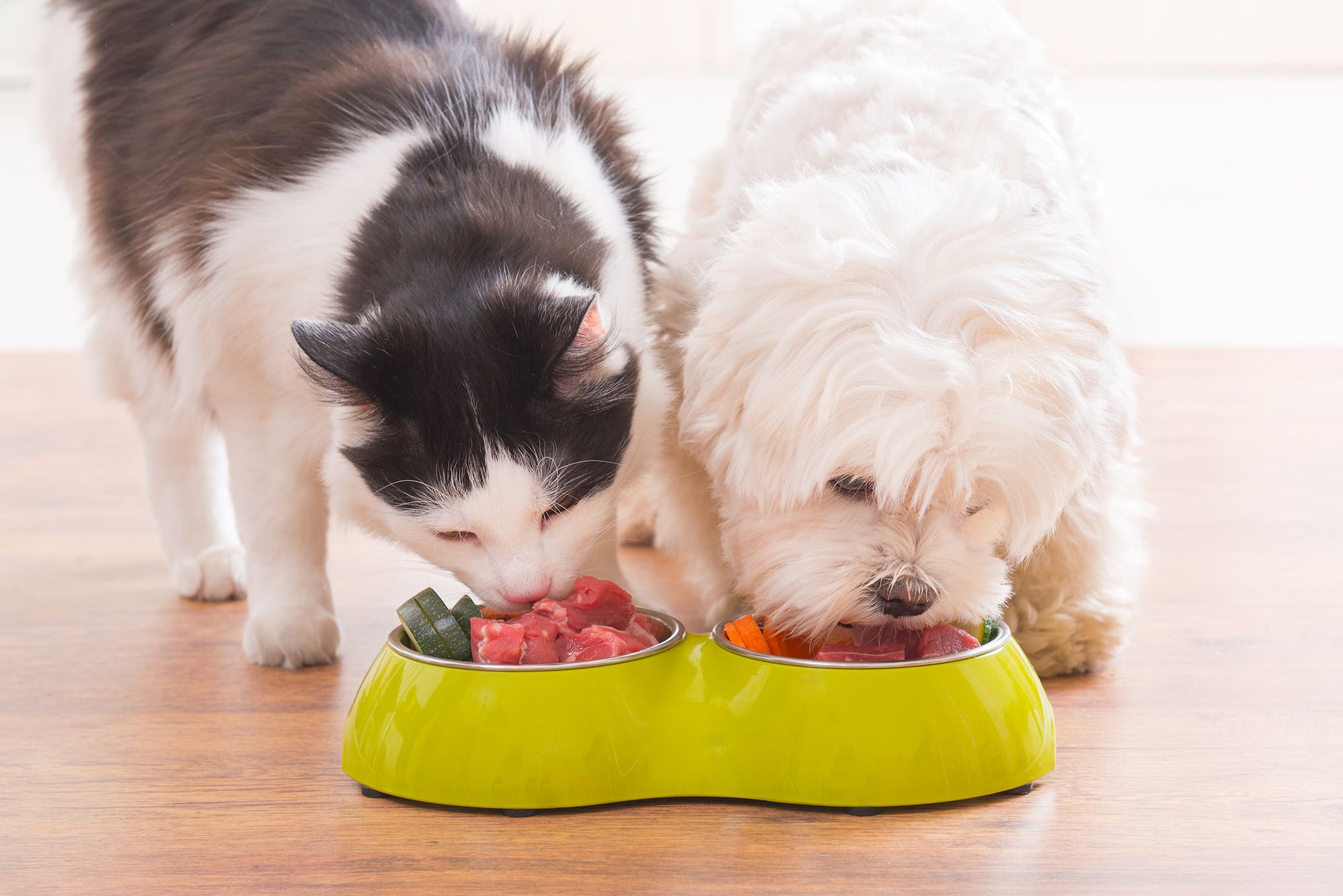 mačka, pes, prehrana