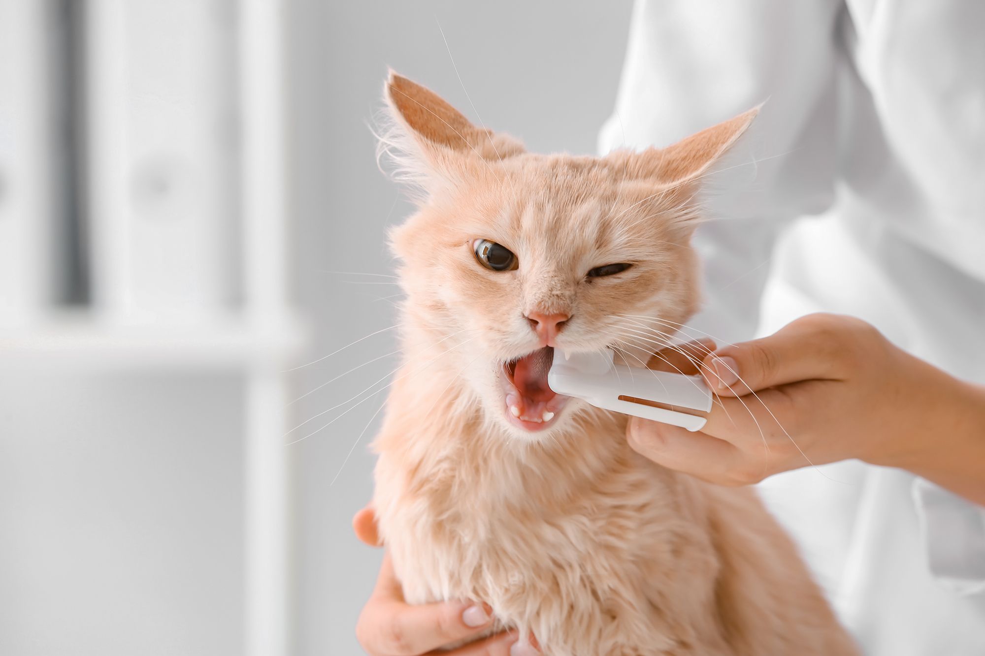 mačka, zobje, čiščenje
