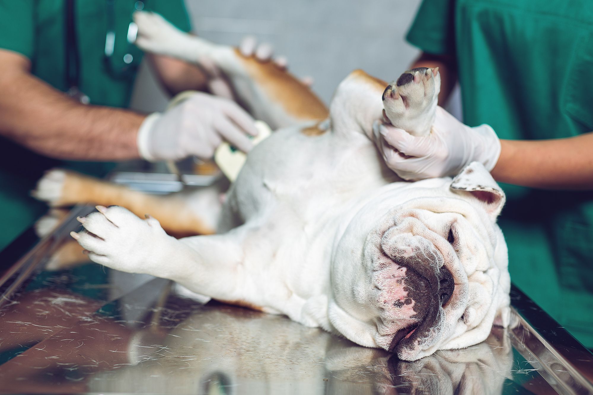 pes, sterilizacija, kastracija, poseg